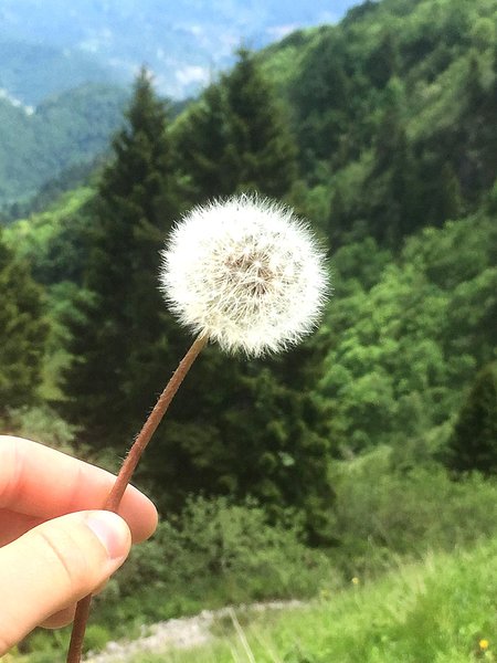 Pusteblume